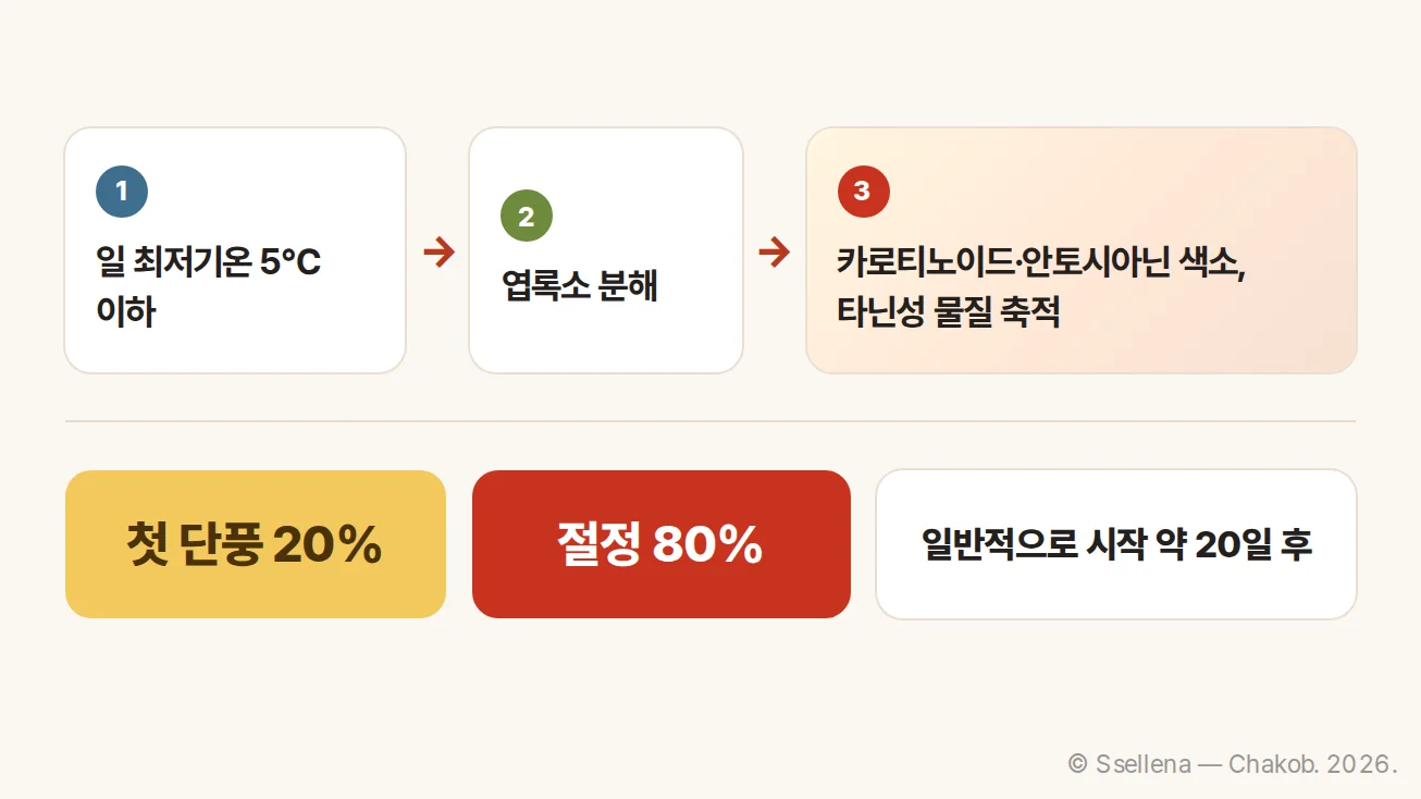 기온 하락에서 단풍 색 변화로 이어지는 과정을 나타낸 도식