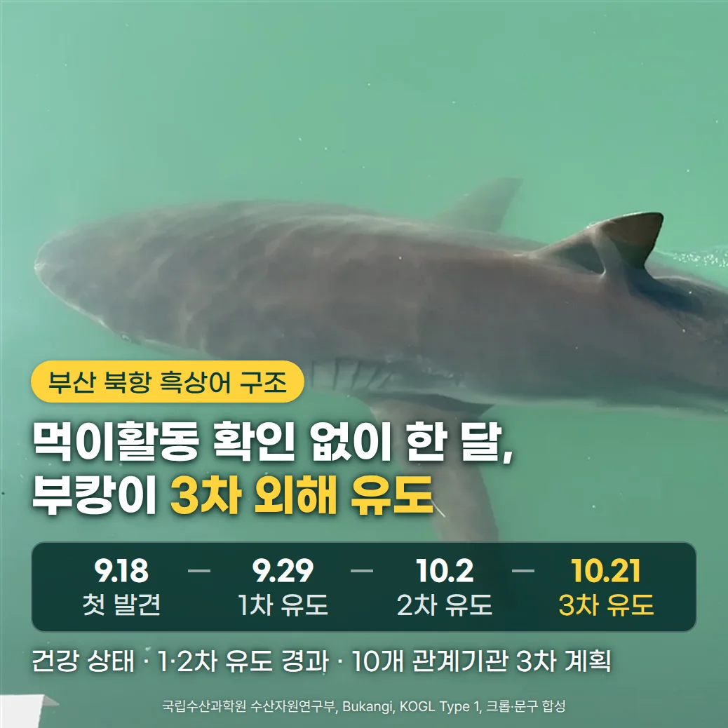 초록빛 수로 물속을 헤엄치는 흑상어 부캉이를 위에서 내려다본 사진 위에 '부산 북항 흑상어 구조' 배지, '먹이활동 확인 없이 한 달, 부캉이 3차 외해 유도' 제목, 9.18 첫 발견, 9.29 1차 유도, 10.2 2차 유도, 10.21 3차 유도의 일정, '건강 상태 · 1·2차 유도 경과 · 10개 관계기관 3차 계획' 문구가 있는 커버