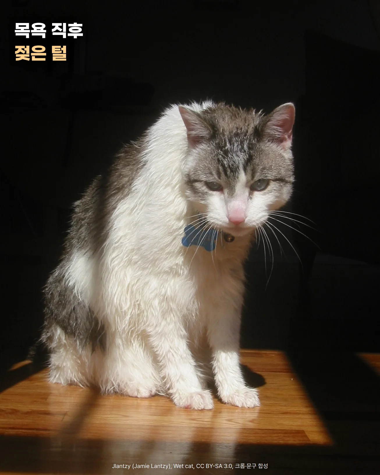 어두운 실내의 햇빛이 드는 나무 바닥 위에 목욕 직후 털이 젖어 몸에 붙은 흰색·회색 고양이가 앉아 있는 사진에 '목욕 직후', '젖은 털' 문구가 있는 이미지