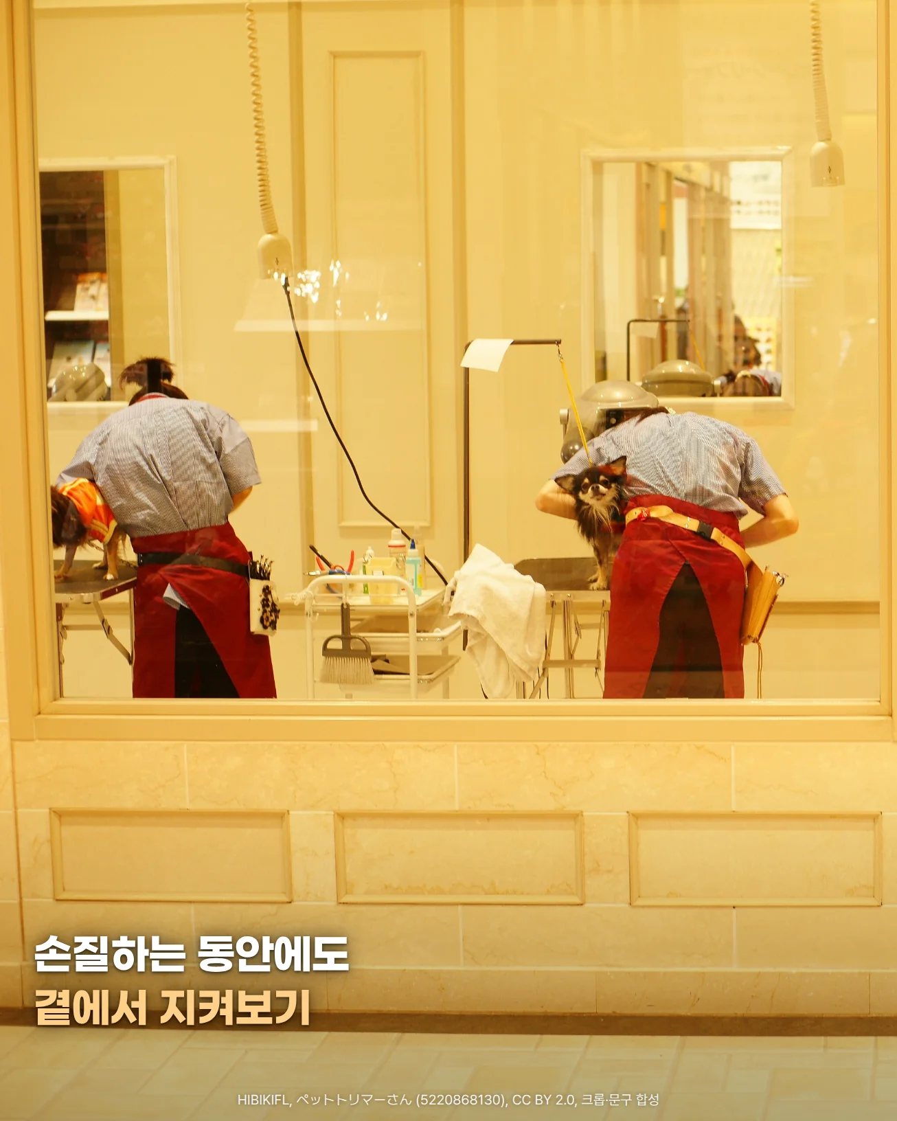 유리창 너머 미용실에서 붉은 앞치마를 두른 미용사 두 명이 작업대 위의 작은 개들 바로 곁에서 손질하는 사진, 천장에서 내려온 드라이어 줄이 보이고 '손질하는 동안에도', '곁에서 지켜보기' 문구가 있는 이미지