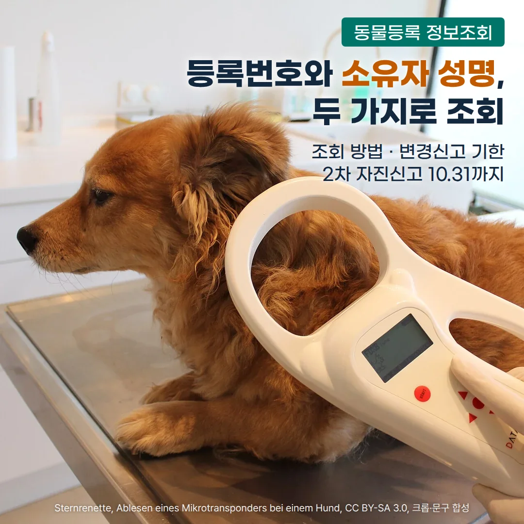 동물병원 진료대에 엎드린 갈색 개의 어깨 쪽에 장갑 낀 손이 흰색 마이크로칩 리더기를 대고 있는 사진 위에, '동물등록 정보조회' 배지와 '등록번호와 소유자 성명, 두 가지로 조회'라는 제목, '조회 방법 · 변경신고 기한', '2차 자진신고 10.31까지'라는 문구가 있습니다