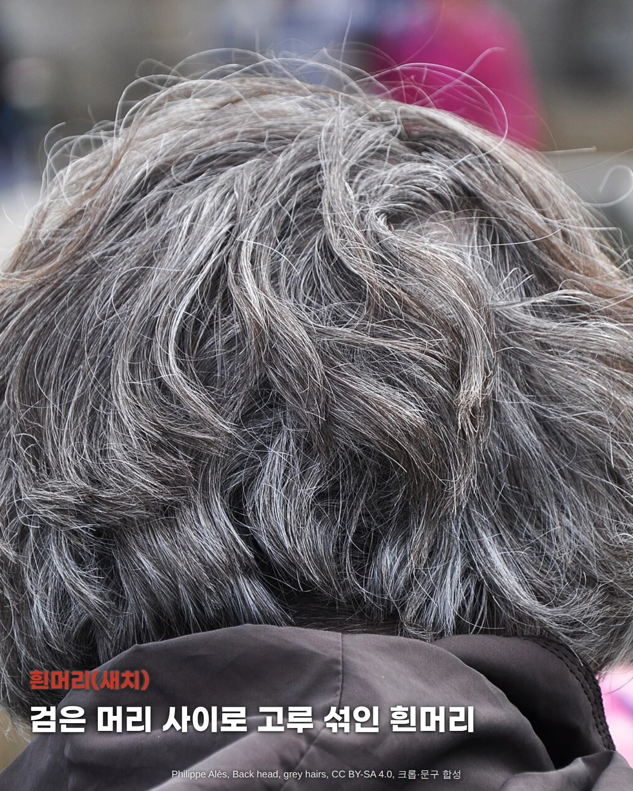 검은 머리카락 사이에 흰머리가 고루 섞여 회색빛으로 보이는 짧은 웨이브 머리의 뒷모습 사진 위에 '흰머리(새치)', '검은 머리 사이로 고루 섞인 흰머리' 문구