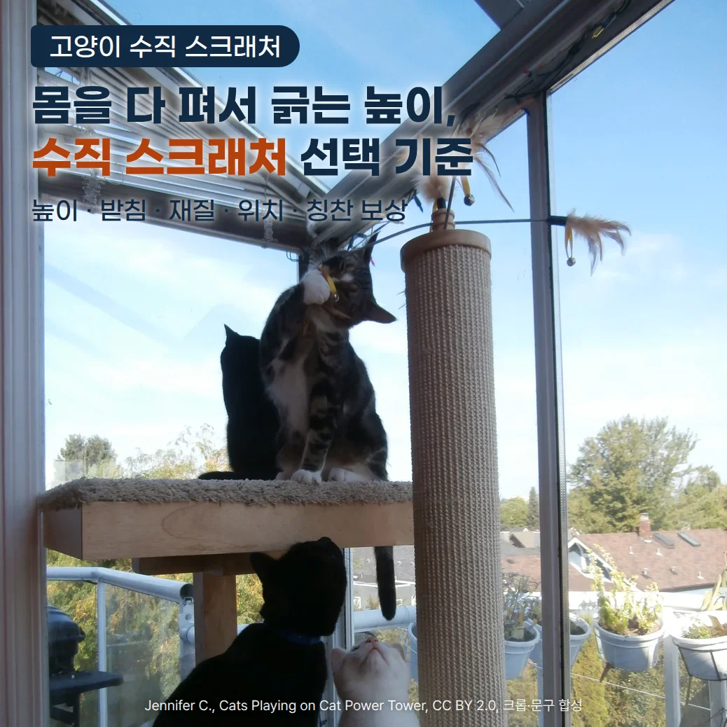 햇빛이 드는 창가에 천장까지 닿는 삼끈 감은 원기둥 스크래처가 서 있고, 옆 선반 위의 줄무늬 고양이가 깃털 장난감을 입에 물고 있으며 아래에서 검은 고양이와 흰 고양이가 올려다봅니다. 위쪽 하늘에 '고양이 수직 스크래처' 배지, '몸을 다 펴서 긁는 높이, 수직 스크래처 선택 기준' 제목, '높이 · 받침 · 재질 · 위치 · 칭찬 보상' 문구가 놓여 있습니다