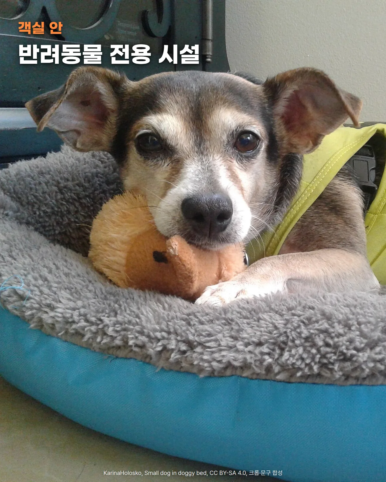 회색 털이 깔린 하늘색 원형 쿠션 침대에 연두색 옷을 입은 갈색 소형견이 갈색 인형을 물고 엎드려 정면을 바라보는 사진입니다. 왼쪽 위에 객실 안, 반려동물 전용 시설이라는 문구가 있습니다.
