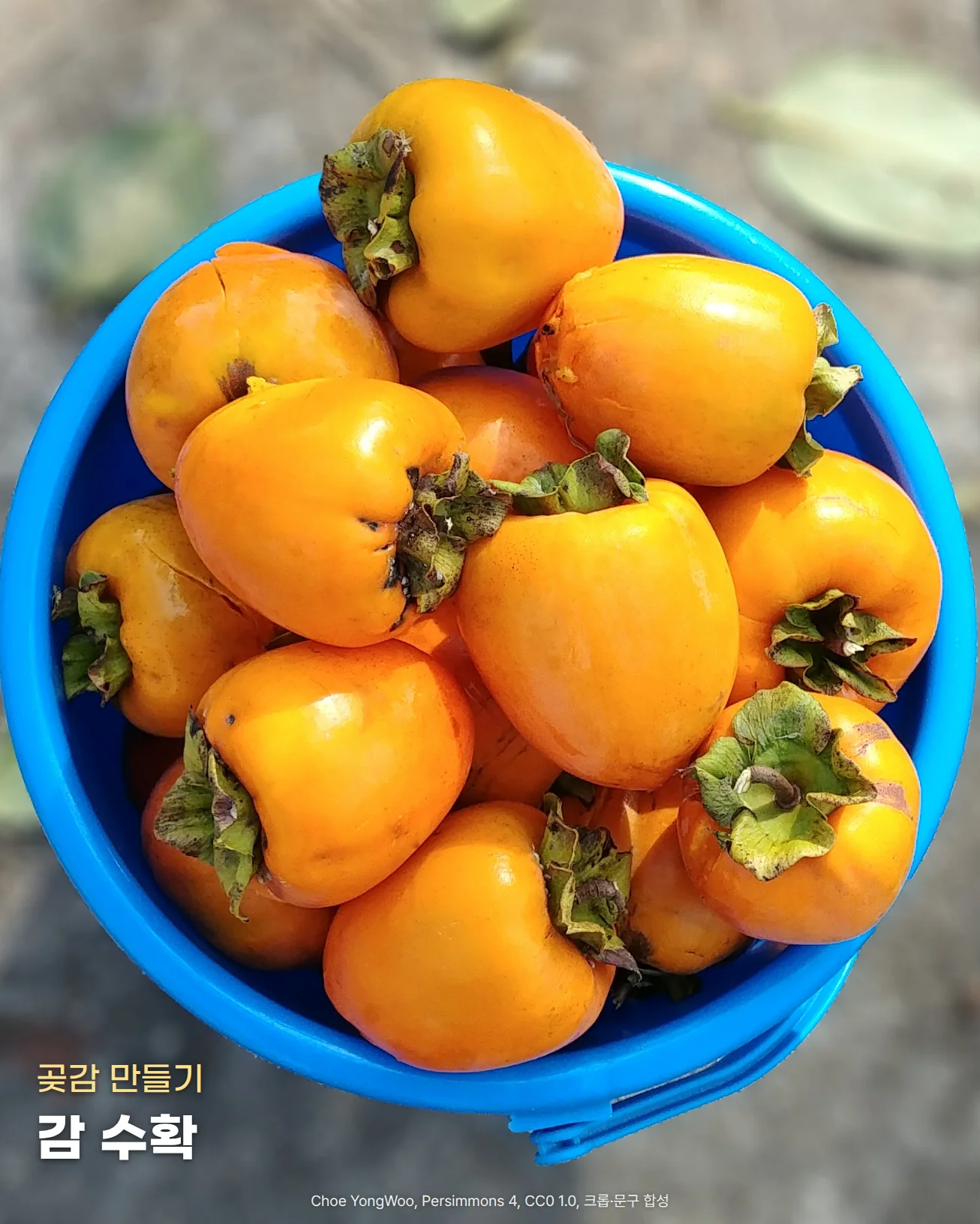 파란 양동이에 꼭지가 달린 주황색 대봉형 감이 가득 담긴 모습을 위에서 내려다본 사진 위에 '곶감 만들기', '감 수확' 문구가 놓인 이미지