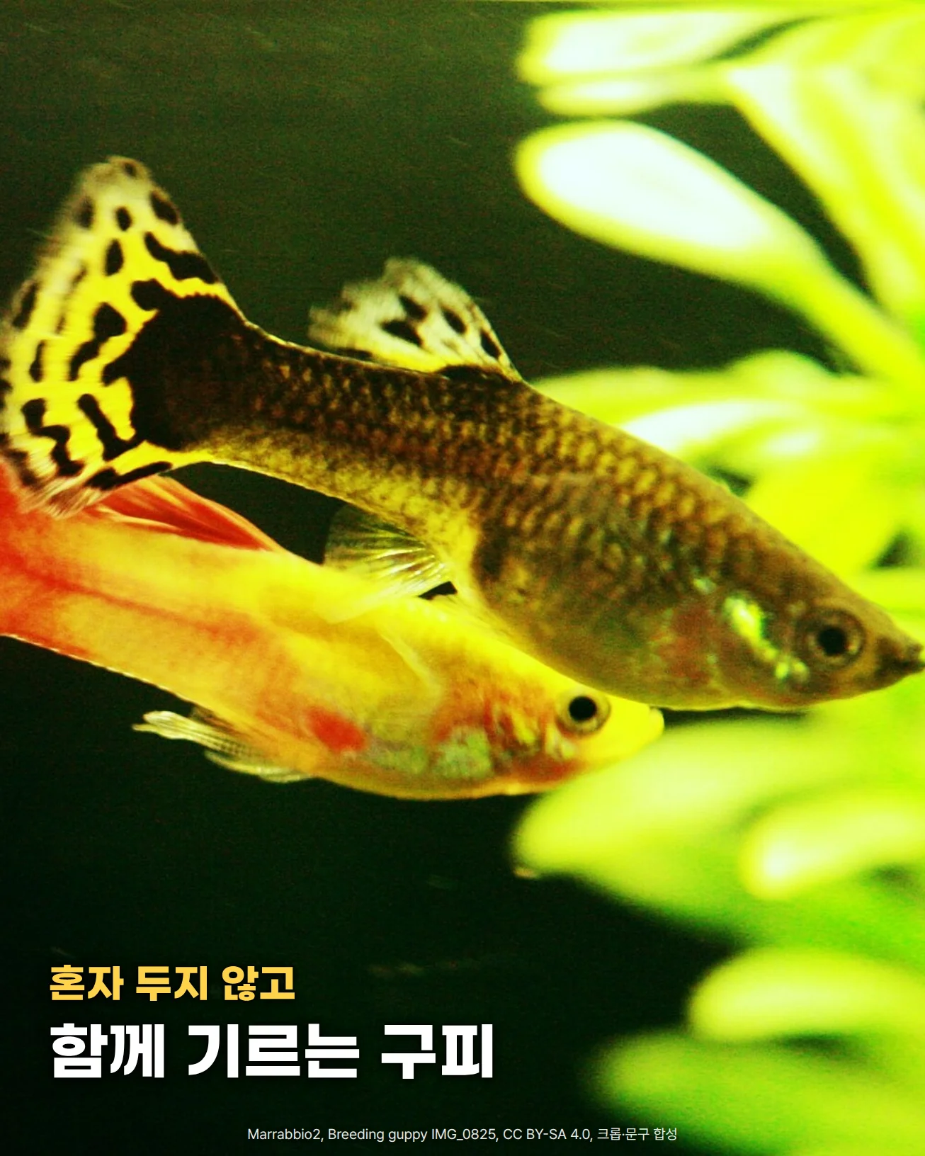 수초 옆 어두운 물속에서 구피 두 마리가 나란히 헤엄치는 사진으로, 위쪽 구피는 노란 바탕에 검은 그물무늬가 있는 꼬리와 등지느러미를, 아래쪽 구피는 주황빛 몸통과 붉은 꼬리를 가졌습니다. 왼쪽 아래 어두운 물 위에 혼자 두지 않고 함께 기르는 구피라는 문구가 있습니다.