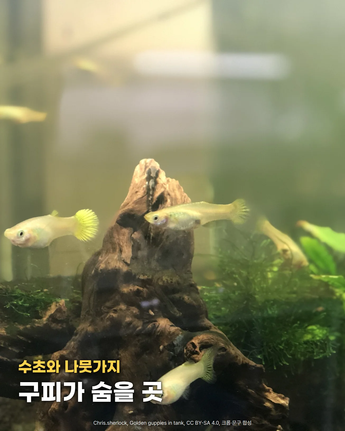 유리 어항 안 가운데에 솟은 짙은 갈색 유목 둘레로 꼬리가 노란 골든 구피 여러 마리가 헤엄치고, 오른쪽에는 초록 수초와 이끼가 자란 사진입니다. 왼쪽 아래 유목 위에 수초와 나뭇가지, 구피가 숨을 곳이라는 문구가 있습니다.