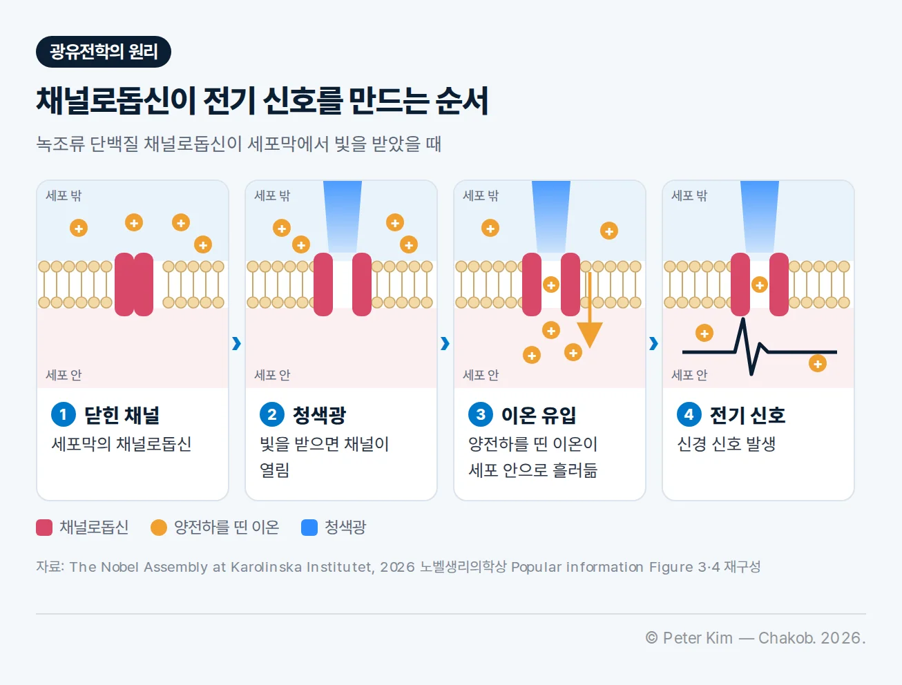 채널로돕신이 전기 신호를 만드는 4단계 세포막 단면 그림. 1 닫힌 채널: 세포막의 채널로돕신이 닫혀 있고 양전하를 띤 이온은 세포 밖에 있다. 2 청색광: 빛을 받으면 채널이 열린다. 3 이온 유입: 양전하를 띤 이온이 열린 채널을 지나 세포 안으로 흘러든다. 4 전기 신호: 세포 안에서 신경 신호가 발생한다.