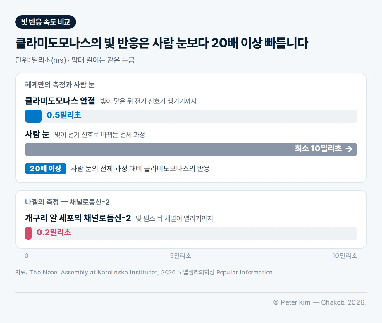 빛 반응 속도 비교 막대 차트. 클라미도모나스 안점은 빛이 닿은 뒤 전기 신호가 생기기까지 0.5밀리초, 사람 눈은 빛이 전기 신호로 바뀌는 전체 과정이 최소 10밀리초로, 클라미도모나스의 반응이 사람 눈의 전체 과정보다 20배 이상 빠르다. 나겔의 측정에서 개구리 알 세포의 채널로돕신-2는 빛 펄스 뒤 0.2밀리초 안에 채널이 열렸다.