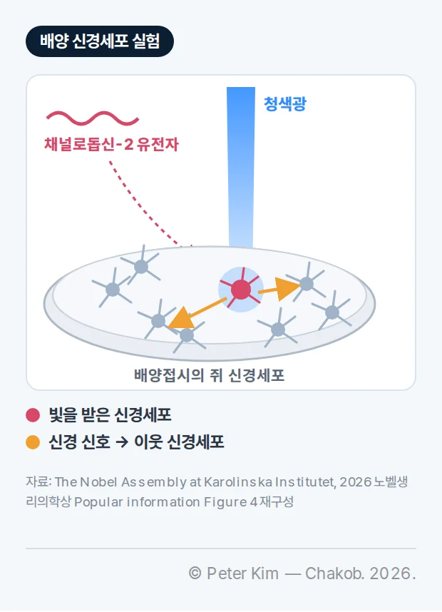 배양접시 위의 쥐 신경세포 그림. 채널로돕신-2 유전자가 접시 가운데 신경세포로 들어가고, 위에서 청색광이 그 신경세포를 비춘다. 빛을 받은 신경세포에서 신경 신호가 화살표를 따라 이웃 신경세포로 전달된다.