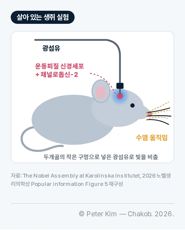 옆에서 본 생쥐 그림. 위에서 내려온 가는 광섬유가 머리의 운동피질로 들어가 있고, 운동피질에는 채널로돕신-2를 넣은 신경세포가 빛나고 있다. 생쥐의 수염에는 움직임 표시가 있다. 아래에 '두개골의 작은 구멍으로 넣은 광섬유로 빛을 비춤'이라는 설명이 있다.