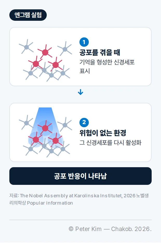 엔그램 실험 두 단계 그림. 1 공포를 겪을 때: 신경세포 무리 가운데 기억을 형성한 신경세포 세 개가 표시된다. 2 위험이 없는 환경: 표시된 그 신경세포에 빛을 비춰 다시 활성화한다. 결과: 공포 반응이 나타남.