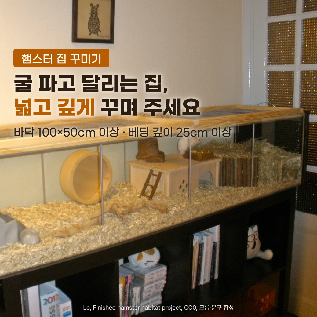 책장 위에 길게 놓인 유리 햄스터 집 안에 나무 쳇바퀴와 사다리가 달린 나무 은신처, 건초 더미, 나뭇가지가 있고 깔짚이 바닥을 덮고 있으며, 은신처 지붕 위에 흰 햄스터가 앉아 있습니다. 위쪽 벽면에 '햄스터 집 꾸미기', '굴 파고 달리는 집, 넓고 깊게 꾸며 주세요', '바닥 100×50cm 이상 · 베딩 깊이 25cm 이상' 문구가 있습니다
