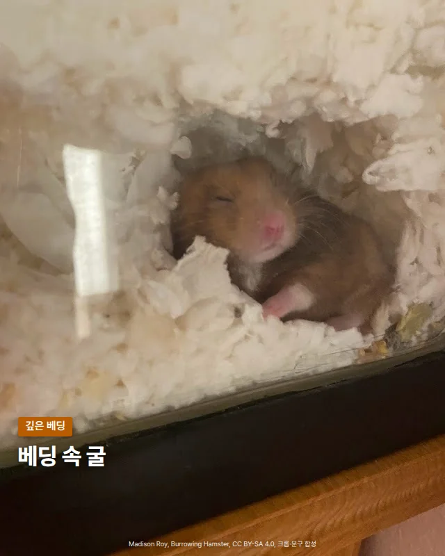 유리 수조 벽 너머로 흰 베딩 속에 판 굴이 보이고, 그 안에서 갈색과 흰색 털의 골든햄스터가 몸을 웅크리고 눈을 감은 채 쉬고 있는 사진입니다. 아래쪽 검은 수조 테두리 위에 '베딩 속 굴'이라는 글자가 있습니다.