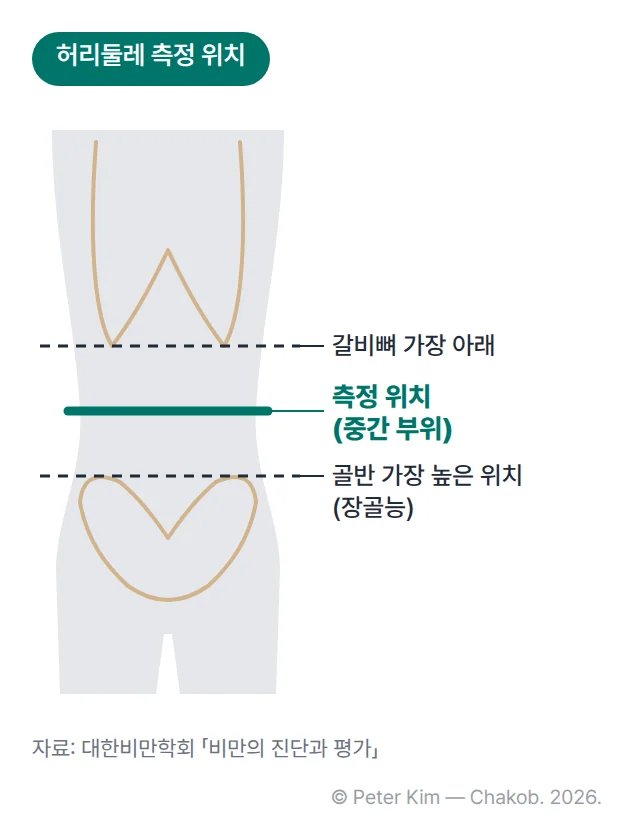 허리둘레 측정 위치 도해. 정면으로 선 사람의 몸통에 갈비뼈 가장 아래 위치와 골반의 가장 높은 위치(장골능)를 점선으로 표시하고, 두 점선의 중간 부위에 줄자를 두르는 측정 위치를 실선으로 표시했습니다.