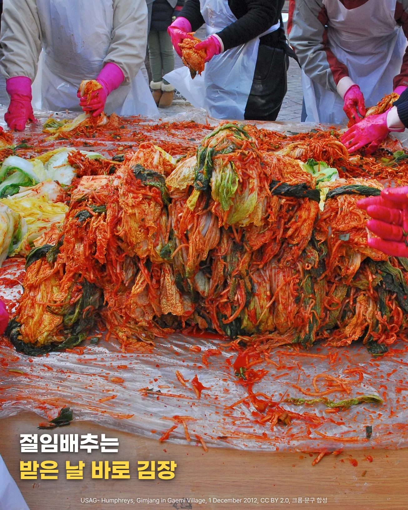 분홍 고무장갑을 낀 여러 사람이 비닐을 깐 긴 상 위에서 절임배추에 빨간 김치 양념을 버무리는 김장 장면. 사람들의 얼굴은 화면 밖에 있고 손과 앞치마만 보임. 아래쪽에 '절임배추는 받은 날 바로 김장' 문구