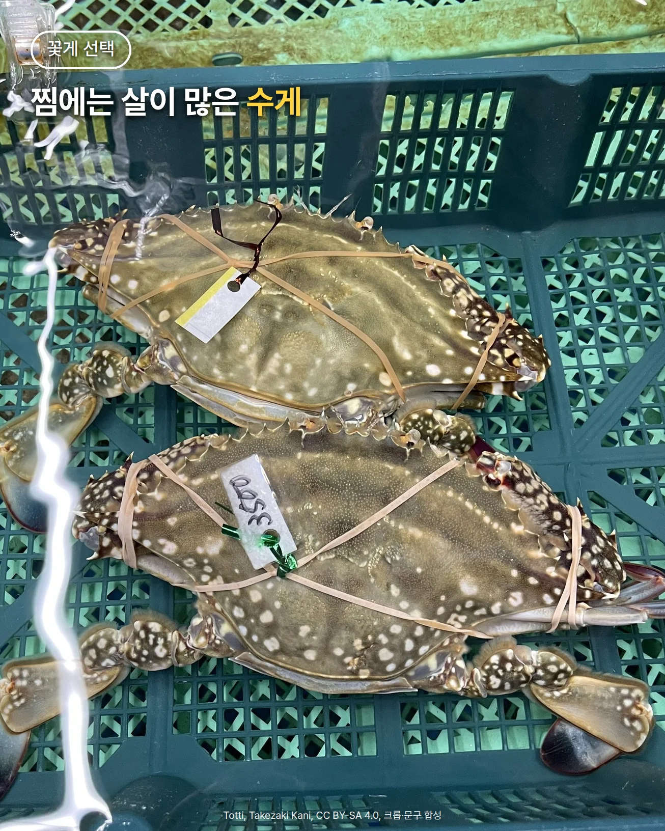 물에 잠긴 초록색 플라스틱 상자 안에 다리를 끈으로 묶은 살아 있는 꽃게 두 마리가 위아래로 놓인 사진. 흰 점무늬가 흩어진 녹갈색 등딱지와 양옆의 뾰족한 가시, 끝이 짙은 집게다리가 보이고, 한 마리에는 숫자가 표기된 흰 표식이 달려 있다. 위쪽에 '꽃게 선택', '찜에는 살이 많은 수게' 문구가 들어가 있다