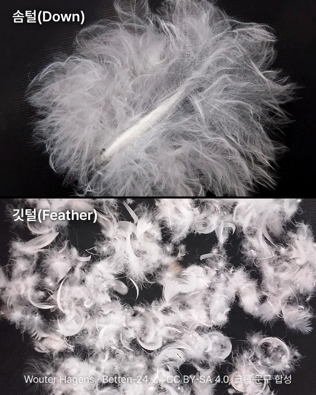 검은 바탕 위 가는 실이 사방으로 퍼진 흰 솜털 한 송이 사진과, 그 아래 작게 휘어진 흰 깃털 여러 개를 모은 사진에 각각 '솜털(Down)', '깃털(Feather)' 이름표를 붙인 비교 이미지