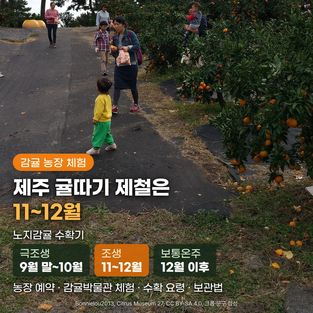 서귀포 감귤박물관 귤밭 길에서 딴 귤을 봉투에 담아 든 방문객들과 노란 옷의 아이가 걷고, 오른쪽에는 주황색 귤이 가득 달린 감귤나무가 늘어선 사진. 왼쪽 아래에 '감귤 농장 체험' 배지와 '제주 귤따기 제철은 11~12월' 제목, 노지감귤 수확기 카드 극조생 9월 말~10월, 조생 11~12월, 보통온주 12월 이후, 그리고 '농장 예약 · 감귤박물관 체험 · 수확 요령 · 보관법' 문구가 있습니다.