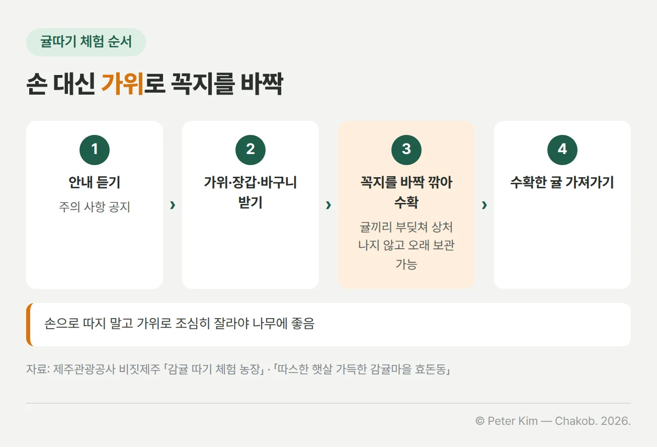 귤따기 체험 순서 4단계. 1단계 안내 듣기와 주의 사항 공지. 2단계 가위·장갑·바구니 받기. 3단계 가위로 귤 윗부분 꼭지를 바짝 깎아 수확하면 귤끼리 부딪쳐 상처가 나지 않고 오래 보관할 수 있습니다. 4단계 수확한 귤은 가져갈 수 있습니다. 아래 안내 상자에는 귤은 손으로 따지 말고 가위로 조심히 잘라야 나무에 좋다는 내용이 있습니다.