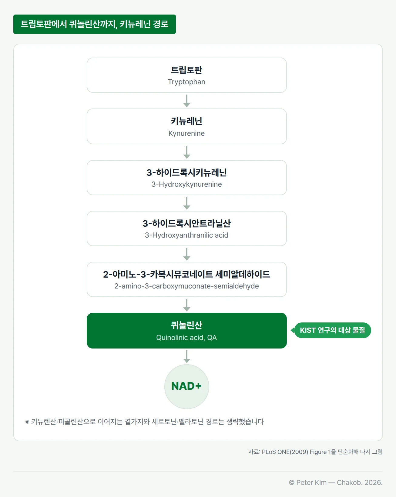 트립토판이 키뉴레닌 경로를 거쳐 분해되는 단계를 위에서 아래로 이은 흐름도입니다. 트립토판(Tryptophan), 키뉴레닌(Kynurenine), 3-하이드록시키뉴레닌(3-Hydroxykynurenine), 3-하이드록시안트라닐산(3-Hydroxyanthranilic acid), 2-아미노-3-카복시뮤코네이트 세미알데하이드(2-amino-3-carboxymuconate-semialdehyde), 퀴놀린산(Quinolinic acid) 순서로 이어지고 마지막에 NAD+가 놓여 있으며, 퀴놀린산 단계가 초록색으로 강조되어 있습니다. 아래 각주에는 키뉴렌산·피콜린산으로 이어지는 곁가지와 세로토닌·멜라토닌 경로를 생략했다는 설명이 있습니다.