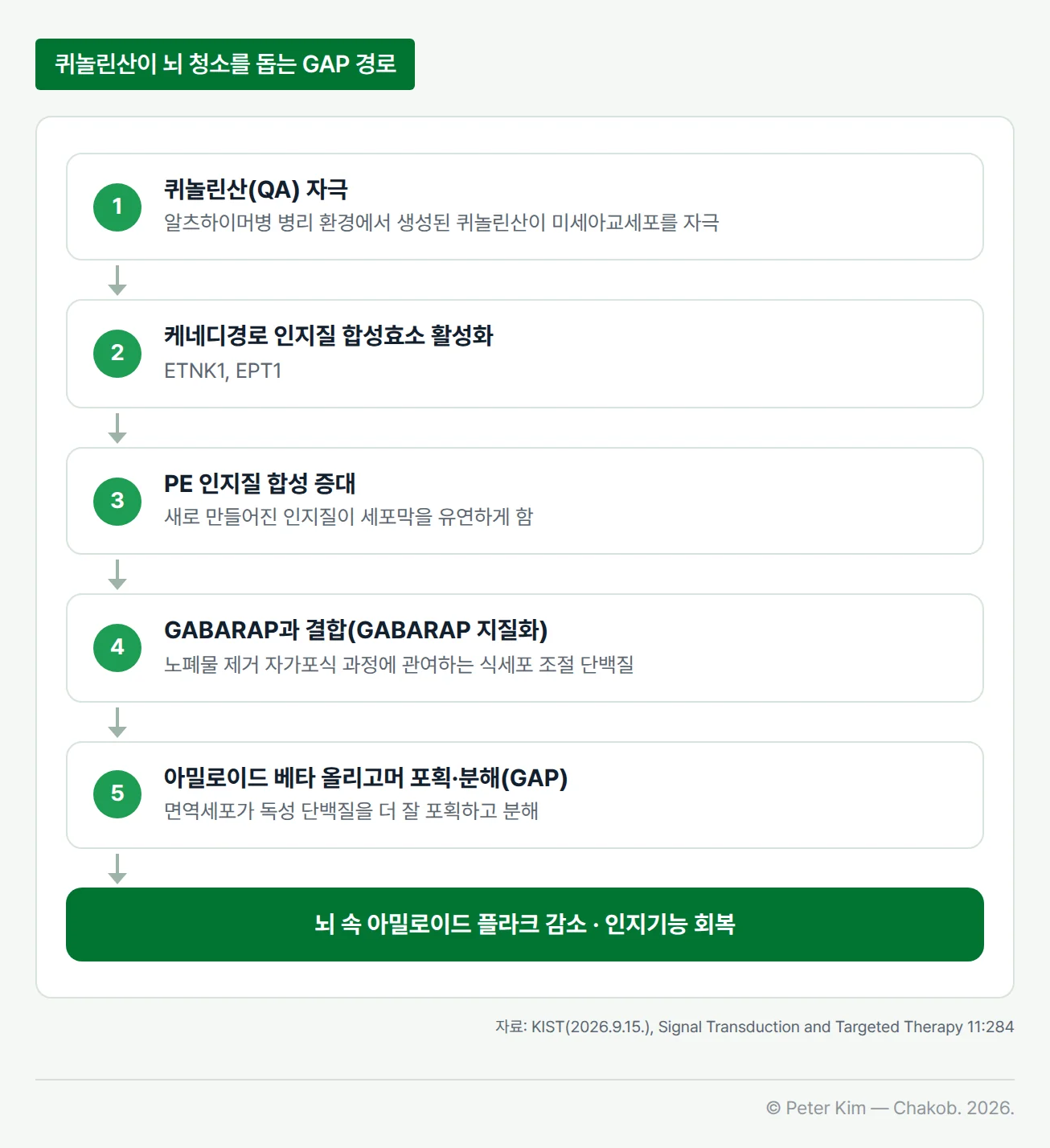 퀴놀린산이 미세아교세포의 청소를 돕는 GAP 경로를 다섯 단계로 이은 흐름도입니다. 1단계 퀴놀린산(QA) 자극, 2단계 케네디경로의 인지질 합성효소(ETNK1, EPT1) 활성화, 3단계 PE 인지질 합성 증대로 세포막이 유연해짐, 4단계 노폐물 제거 자가포식 과정에 관여하는 식세포 조절 단백질 GABARAP과 결합(GABARAP 지질화), 5단계 아밀로이드 베타 올리고머 포획·분해(GAP)로 이어지고, 끝에 뇌 속 아밀로이드 플라크 감소와 인지기능 회복이 결과로 놓여 있습니다.