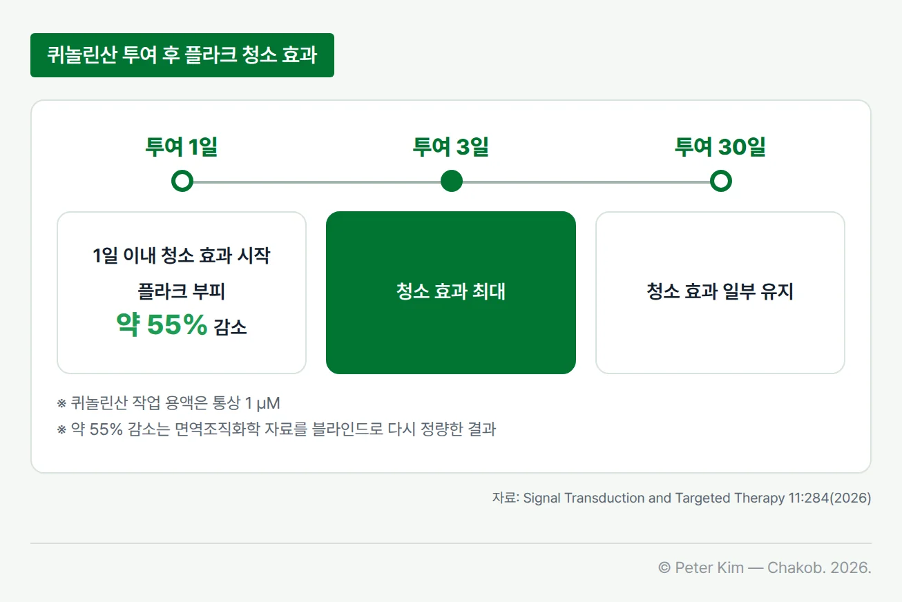 퀴놀린산 투여 뒤 아밀로이드 베타 플라크 청소 효과가 시간에 따라 어떻게 변했는지 보여 주는 가로 타임라인입니다. 투여 1일 이내에 효과가 시작되어 1일째 플라크 부피가 약 55% 줄었고, 3일에 효과가 가장 컸으며, 30일까지 효과가 일부 유지되었습니다. 3일 지점이 초록색으로 강조되어 있고, 아래 각주에는 퀴놀린산 작업 용액이 통상 1 µM이고 55% 감소는 면역조직화학 자료를 블라인드로 다시 정량한 결과라는 설명이 있습니다.