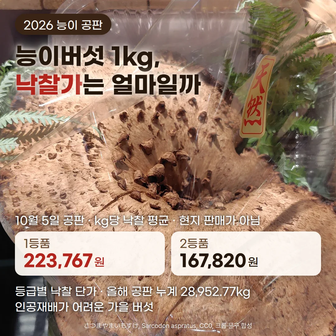 투명 포장 용기에 담긴 자연산 능이버섯 한 덩이를 위에서 찍은 사진. 깔때기 모양 갓 가운데 비늘이 보이고 오른쪽에 天然 표찰이 붙어 있습니다. 위쪽에 '2026 능이 공판' 배지와 '능이버섯 1kg, 낙찰가는 얼마일까' 제목이 있고, 아래쪽에 10월 5일 공판 kg당 낙찰 평균으로 1등품 223,767원, 2등품 167,820원 카드와 현지 판매가가 아니라는 안내, '등급별 낙찰 단가 · 올해 공판 누계 28,952.77kg', '인공재배가 어려운 가을 버섯' 문구가 있습니다.