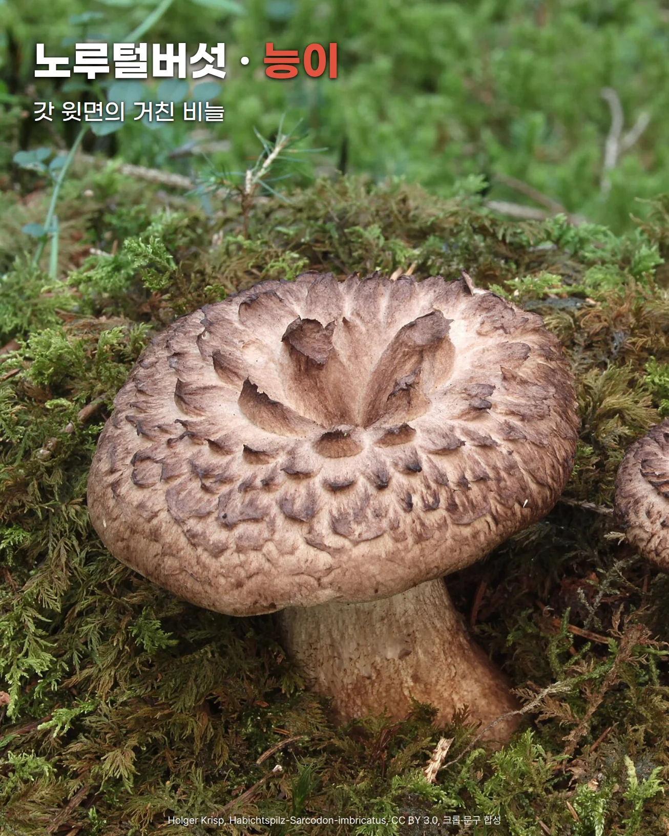 이끼 덮인 숲 바닥에 자란 노루털버섯(능이) 사진. 갈색 갓 윗면에 거친 비늘이 겹겹이 나 있고 가운데가 깔때기처럼 오목하며, 굵은 대가 이끼 속에 묻혀 있습니다. 위쪽에 '노루털버섯 · 능이'와 '갓 윗면의 거친 비늘' 문구가 있습니다.