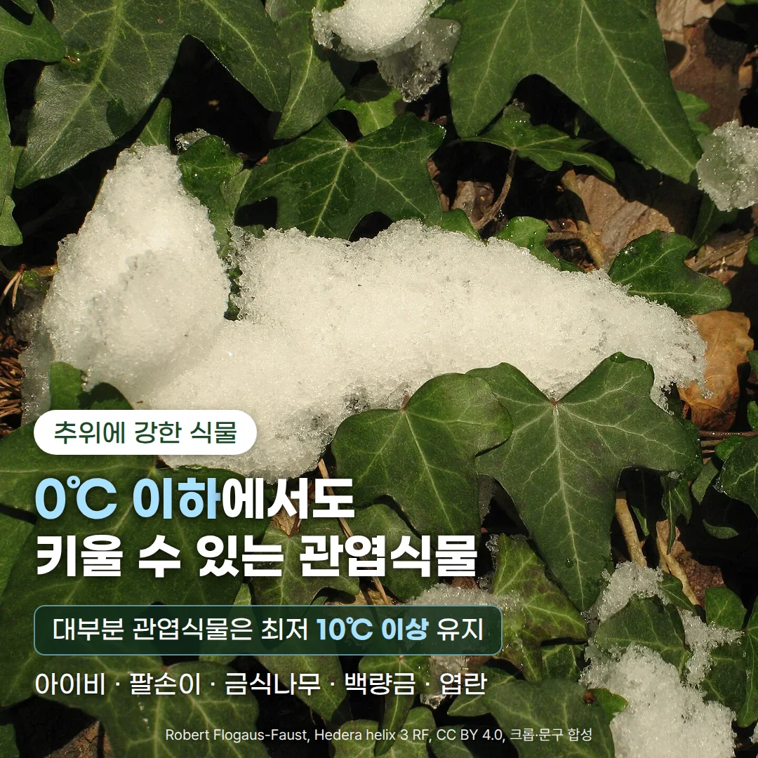 짙은 녹색 아이비 잎 위에 하얀 눈 덩이가 쌓인 사진 위에, '추위에 강한 식물' 배지와 '0℃ 이하에서도 키울 수 있는 관엽식물' 제목, '대부분 관엽식물은 최저 10℃ 이상 유지' 안내, '아이비 · 팔손이 · 금식나무 · 백량금 · 엽란' 식물 이름이 표기된 커버