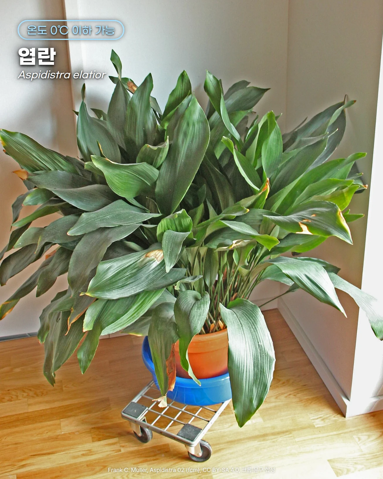 흰 벽 모서리와 밝은 마룻바닥 위, 바퀴 달린 금속 받침에 올린 파란 화분 받침과 주황 토분에 길쭉한 짙은 녹색 잎이 무성하게 뻗은 엽란 화분 전체 사진. 오른쪽에 창문이 보입니다. 위쪽에 '온도 0℃ 이하 가능' 배지와 '엽란', 'Aspidistra elatior' 문구가 있습니다
