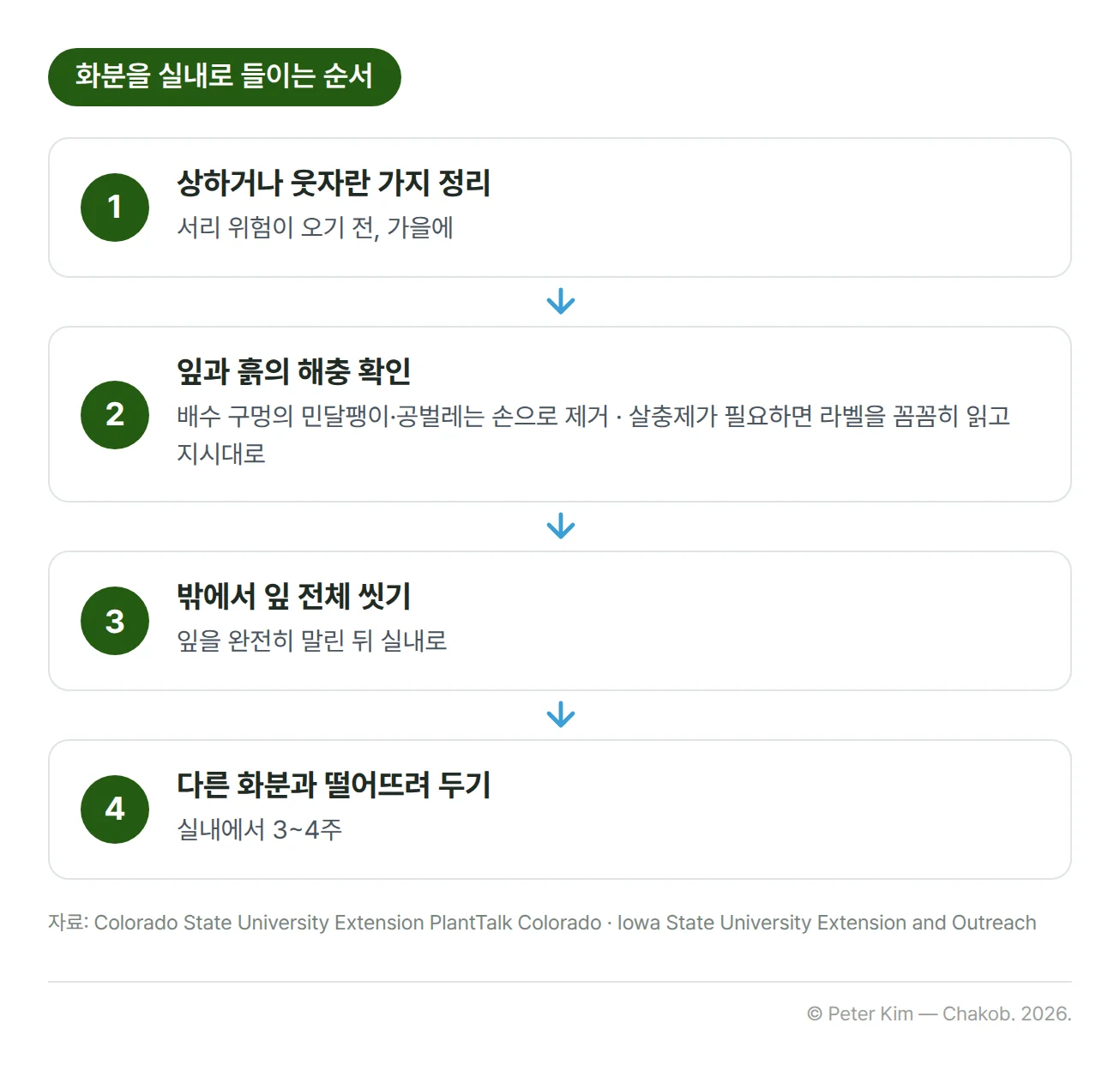 화분을 실내로 들이는 순서 4단계. 1단계는 서리 위험이 오기 전 가을에 상하거나 웃자란 가지를 잘라 정리하는 것입니다. 2단계는 잎과 흙에 해충이 있는지 확인하고 화분 배수 구멍의 민달팽이와 공벌레를 손으로 없애는 것이며, 살충제가 필요하면 라벨을 꼼꼼히 읽고 지시대로 사용합니다. 3단계는 밖에서 잎 전체를 깨끗이 씻고 완전히 말린 뒤 들이는 것입니다. 4단계는 실내에서 3~4주 동안 다른 화분과 떨어뜨려 두는 것입니다