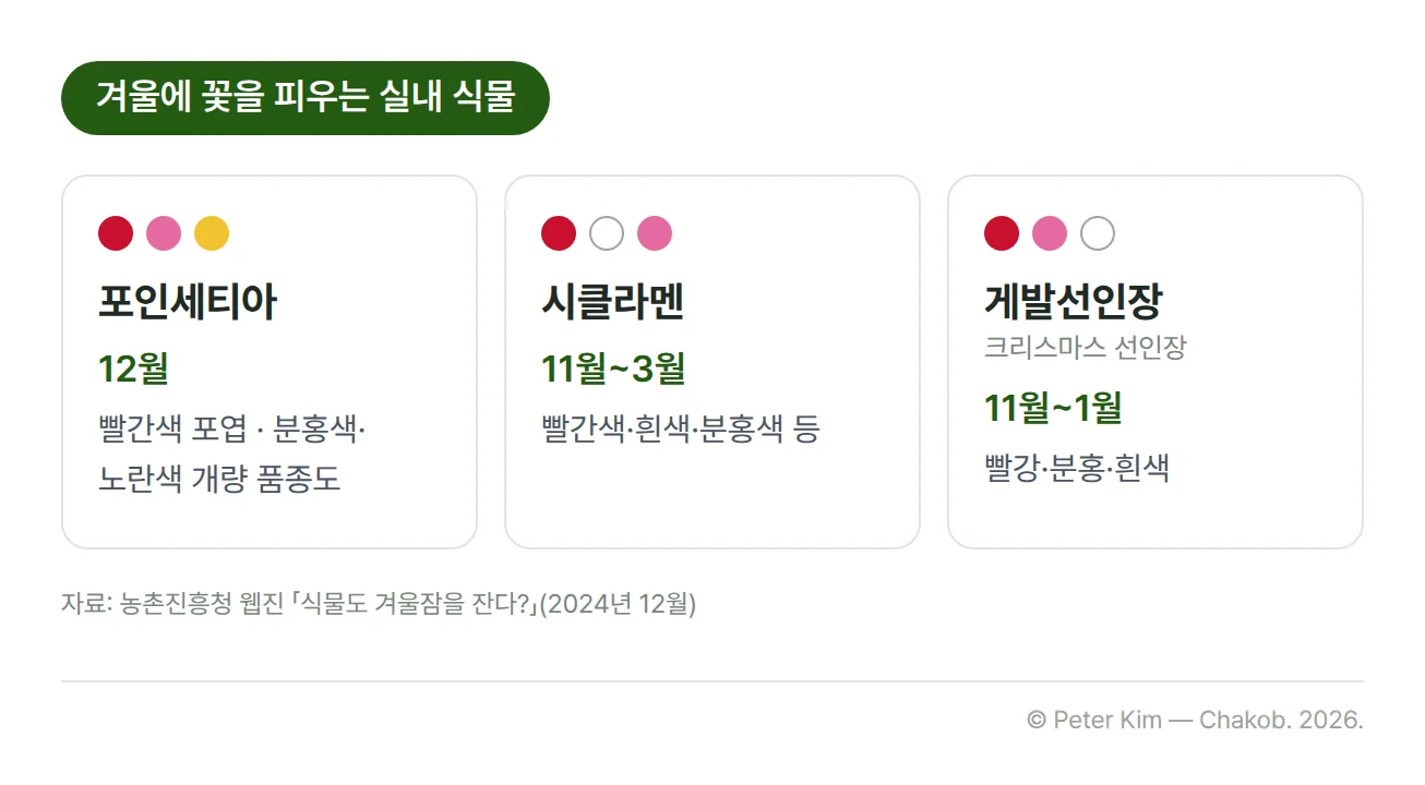 겨울에 꽃을 피우는 실내 식물 3종 카드. 포인세티아는 12월에 꽃을 피우고 빨간색 포엽을 가지며 분홍색·노란색으로 개량된 품종도 있습니다. 시클라멘은 11월~3월에 빨간색, 흰색, 분홍색 등의 꽃을 피웁니다. 게발선인장은 크리스마스 선인장이라고도 불리며 11월~1월에 빨강, 분홍, 흰색 꽃을 피웁니다
