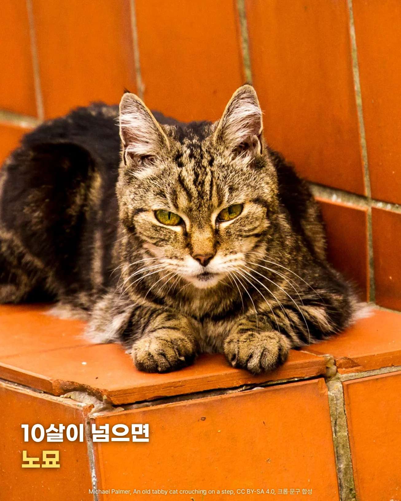 주황색 타일 계단 단 위에 엎드려 앞발을 모으고 정면을 바라보는 나이 든 고등어 무늬 고양이 사진에 '10살이 넘으면 노묘' 문구가 있는 이미지