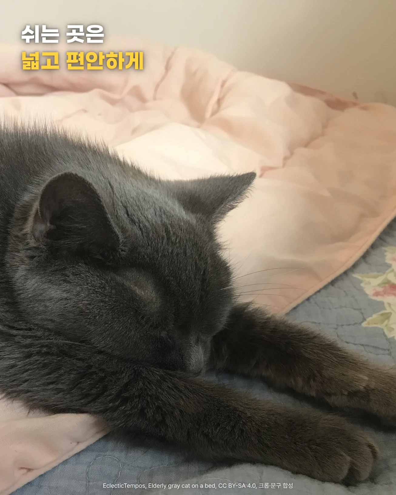 분홍 이불 위에 몸과 앞발을 길게 펴고 잠든 나이 든 회색 고양이 사진에 '쉬는 곳은 넓고 편안하게' 문구가 있는 이미지