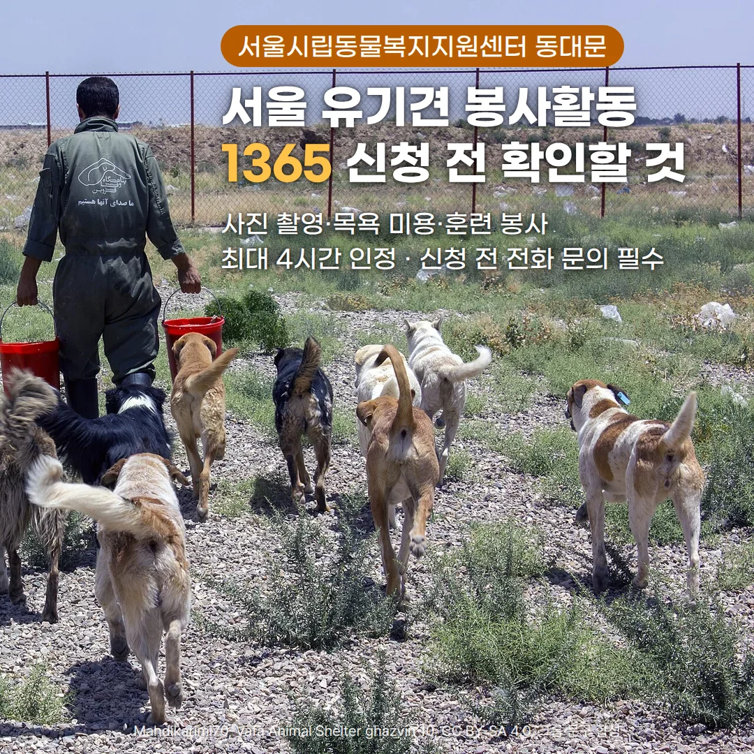 유기동물 보호소에서 붉은 양동이 두 개를 든 사람의 뒷모습과 그 뒤를 따라 걷는 보호소 개들 위에 '서울시립동물복지지원센터 동대문', '서울 유기견 봉사활동', '1365 신청 전 확인할 것', '사진 촬영·목욕 미용·훈련 봉사', '최대 4시간 인정 · 신청 전 전화 문의 필수' 문구가 있는 커버